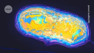Bacteria run on 19 amino acids, rewriting a core piece of life's code