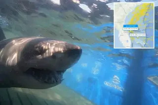 Colossal white shark Breton pivots south, stumping scientists off Florida coast