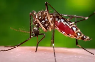 Florida’s Tampa Bay Region Declares Emergency as Dengue Cases Surge to 392