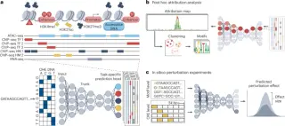 Self-Improving, Interpretable AI for Decoding Gene Regulation