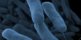 Illinois hospital suspends surgeries after Legionella detected in cooling system
