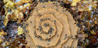 Nest clues reveal which Australian bees can weather hotter futures