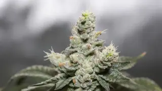 Study Links Frequent Cannabis Use to Faster Progression of Severe Epilepsy