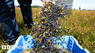 AI Harvest Forecasters Help Farmers Beat Heat and Maximize Berry Yields