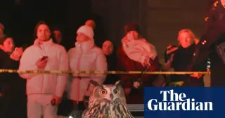 Flaco the Owl's Wild Year in New York Becomes a Documentary