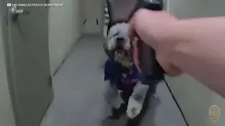 LAPD bodycam captures fatal dog shooting during Knicks celebration in Canoga Park