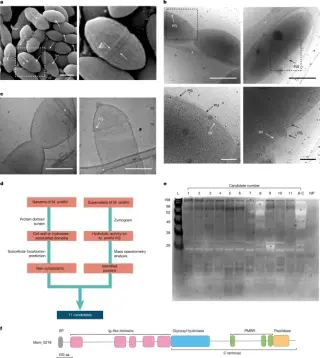 New Enzyme ArmA Redefines Archaeal Cell Wall Structure