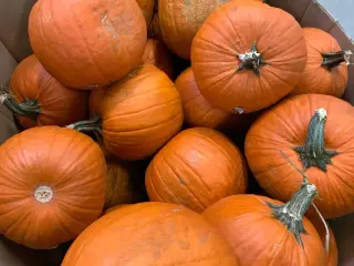 Will County Health Dept. Investigates E. Coli Cases Linked to Bengtson's Pumpkin Farm
