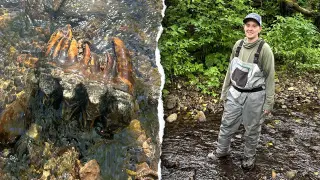 Pristine Ice Age mastodon tooth unearthed in California creek