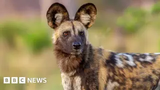 Wild dogs stage record 2,485-mile dispersal across Zambia in hunt for mates