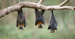 Blood for a Roost-Mate: Vampire Bats Echo a Tiny Favor Economy