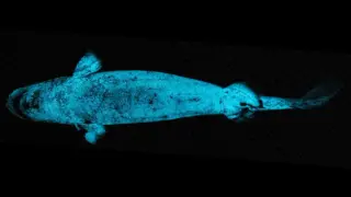 Kitefin Shark’s Glow May Be a Sideways Searchlight, Not Just Camouflage