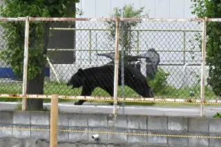 Bear Attack in Japan Sparks Safety Concerns as Incidents Rise