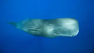 Male Sperm Whales Sound Ocean’s Loudest Clangs, Study Finds