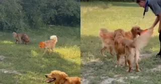 Frisbee Fiasco: Goose the Golden Retriever Wears the Disc Like a Mask