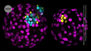 Base editing uncovers NANOG's role in human embryo development, stoking ethics debate