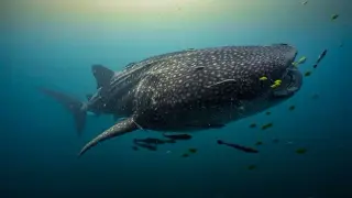 Tiny Whale Shark Sighting in Indonesia Hints at Birth Nurseries