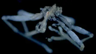 UBC Study Reveals Two New Sea Spider Species in Salish Sea, Including a Parasite Host