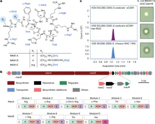 MKM: a natural antibiotic locking the bacterial ribosome at the E-site