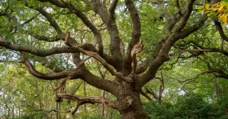 Branching into clean water: MIT's tree-slice filter purges bacteria and viruses without power
