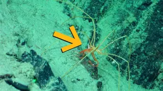 Sea Spider Bus: Amphipods Hitch a Ride Across the Deep Sea