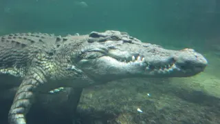 Crocodiles Once Warm-Blooded, Then Reversed to Cold-Blooded Hunters