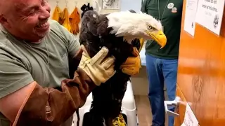 Big Bear Bald Eagle Jackie Fights for Recovery Amid Severe Anemia
