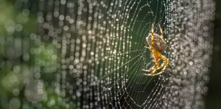 Spider Silk Inspires Next-Gen Medical Materials for Drug Delivery and Wound Repair