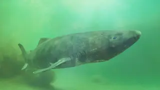 Greenland shark genome reveals clues to century-long lifespan