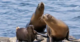 NOAA probes alleged sea lion kicking at La Jolla Cove