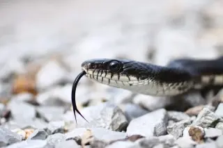 Backyard Giant: Black Rat Snakes Grow Much Longer Than People Realize