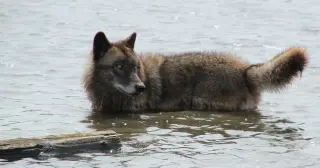 Trail-Cam Wolf Solves Submerged Crab Trap, Expanding Canid Foraging Skills