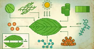 Paddles, Proteins, and the Dawn of Photosynthesis