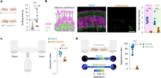 Queen’s scent rules the nest: a single chemical governs reproductive suppression in naked mole-rats
