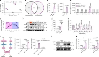 New Study Identifies Lsp2 as a Key Regulator of Lifespan in Fruit Flies