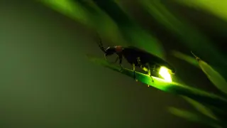 J&J makes a $1B bet on degrader antibody conjugates with Firefly Bio