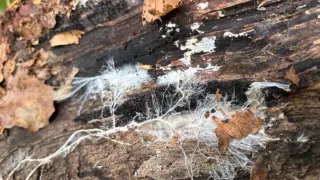 The Age of Fungi Remains an Open Question