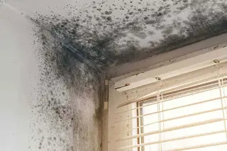CDC Study Links Invasive Mold Infections to Higher ICU Mortality