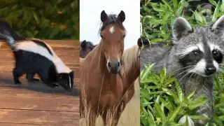 South Carolina Confirms 13 Human and 4 Pet Rabies Exposures Across Three Counties