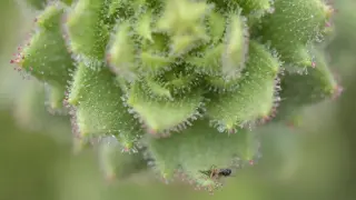 Darwin Vindicated: Alpine Saxifraga candelabrum Proves Carnivory in Plants