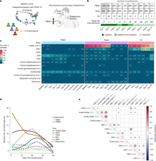 Chronic Virus Reactivation Linked to Severity and Long COVID in COVID-19 Patients