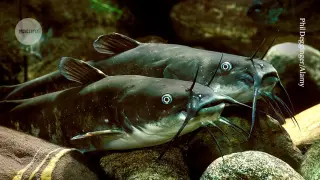 Contagious cancer spotted in wild catfish