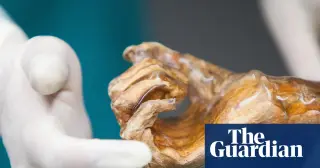 Ancient Yeast from Ötzi Sparks Sourdough and Beer Experiments