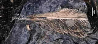 Feather in Dino Dung Offers Clues to Birds’ Survival After the Mass Extinction