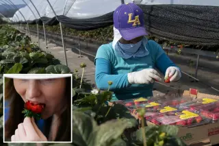 Driscoll’s hit with class-action over PFAS in strawberries