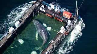 Entrepreneurs fund bid to ferry Timmy the stranded humpback home