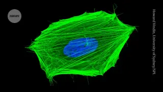 Quantum nanosensors map temperature inside living cancer cells