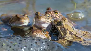 From Bird Flu to Melting Sea Stars: Ten Mass Animal Die-Offs That Defied Explanation