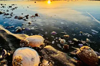 Atlantic-origin contagious cancer hits Puget Sound clams, signaling marine disease risk