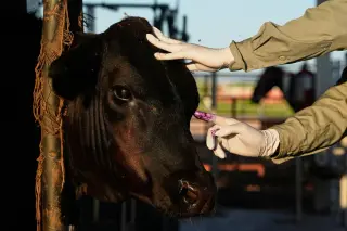 Mexico to Restart Cattle Exports to U.S. Under Stricter Screwworm Safeguards